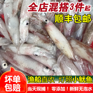 灯照小鱿鱼鲜活速冻笔管鱼小管海捕海鲜水产鱿鱼仔海兔新鲜一口鱿