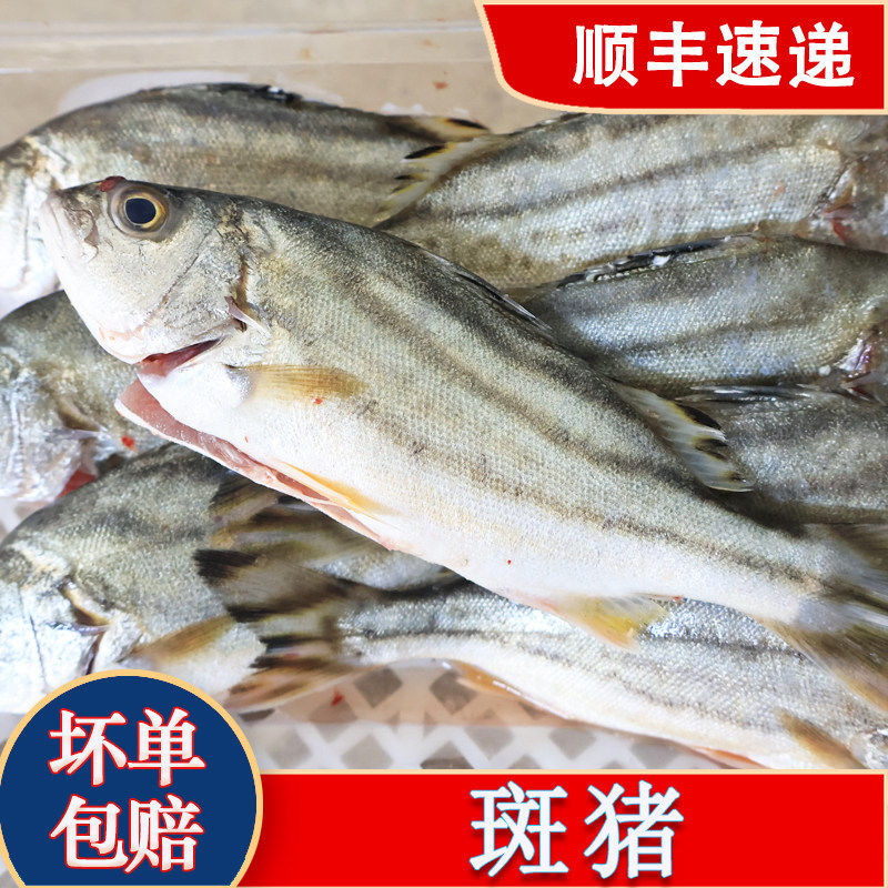 三线鱼【活冻】斑猪鱼鲜活海鱼潮汕海鲜水产