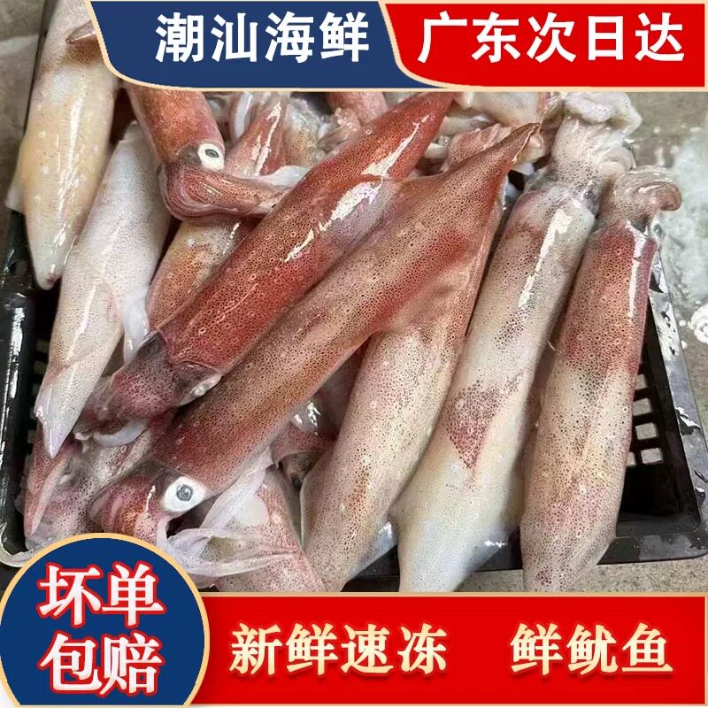 泡水大鱿鱼鲜活渔船速冻笔管