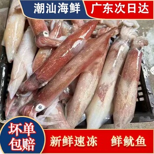 无泡水大鱿鱼鲜活渔船速冻新鲜海鲜笔管鱼小大枪乌贼章鱼海兔子