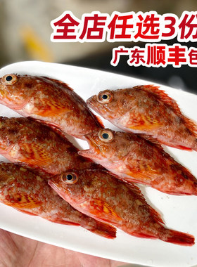 潮汕海鱼小红斑煲汤石九公石翁鱼