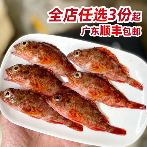 潮汕海鱼小红斑煲汤石九公石翁鱼
