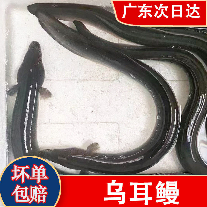 冷冻生鳗鱼片整条新鱼活杀新鲜速碳火日式韩式烤肉店专用商用鳗鱼