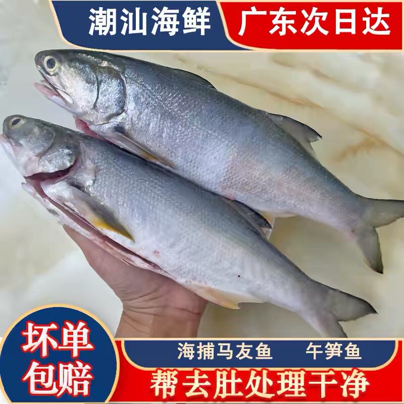 马友鱼大午笋鱼海捕潮汕新鲜捕捞