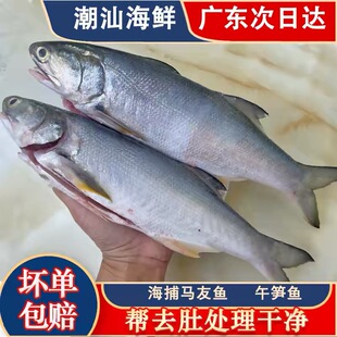 马友鱼午笋鱼新鲜海捕海鱼冷冻潮汕海鲜水产2条500g大午鱼午仔鱼
