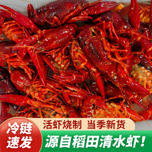 清水小龙虾活虾青壳虾红头虾半成品商用批发水产生鲜大虾真空包装