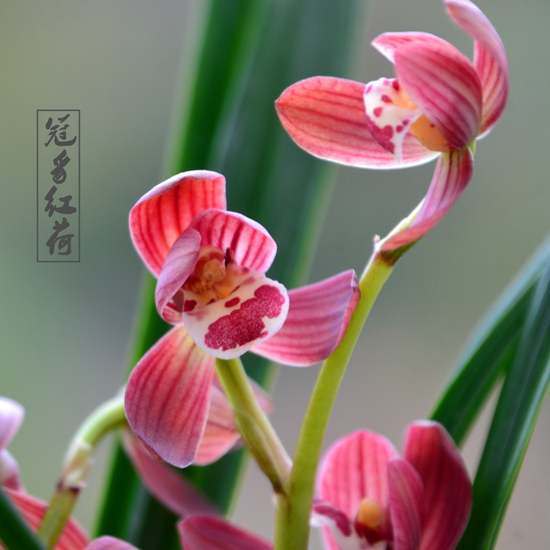 冠豸红荷 墨兰 兰花 花苗 花卉浓香报岁高档精品独特室内好养包邮