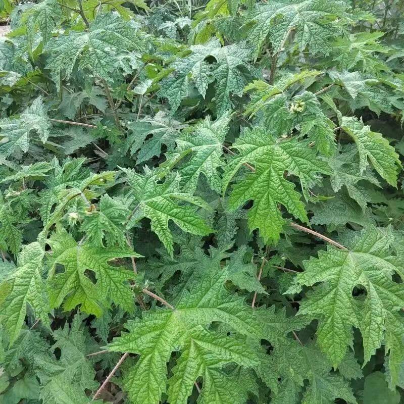 新鲜活红麻荨麻火麻草钱麻虎麻荨麻禾麻梗麻中药材多年生包邮