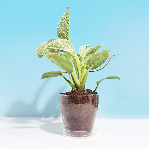 花盆鸟巢素材模板 花盆鸟巢图片下载 小麦优选