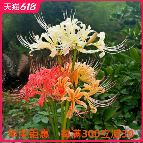 彼岸花球根素材模板 彼岸花球根图片下载 小麦优选