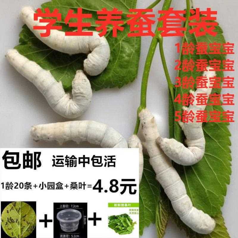 蚕宝宝活体1龄5龄春蚕幼虫活物儿童学生养蚕套装小蚕新鲜桑叶大蚕