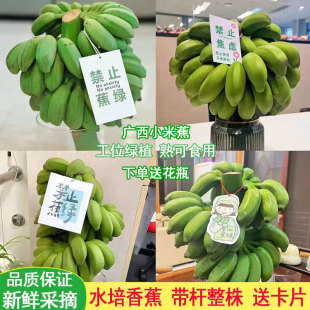 带花瓶禁止蕉绿拒绝焦虑香蕉水培整串带杆广西小米蕉办公室绿植