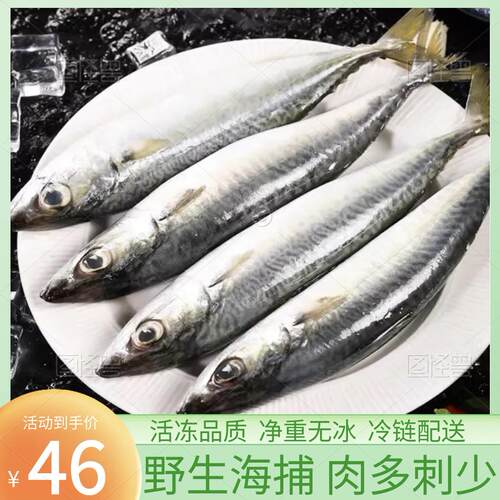 鲐鲅鱼青占鱼青鱼新鲜冷冻鲅鱼青花鱼马鲛鱼海鱼小鲅鱼燕鲭鱼鲐鱼