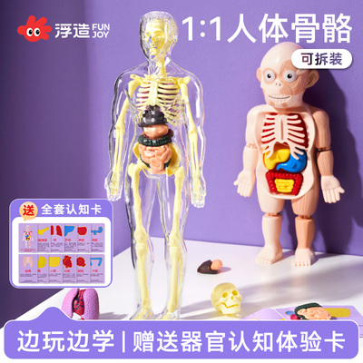 可拆卸拼装人体模型赠解析卡