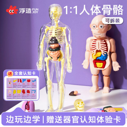 可拆卸拼装人体模型赠解析卡