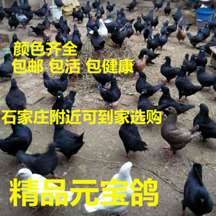 活体元宝鸽子一对青年鸽观赏鸽公斤肉鸽元宝种鸽包邮成年二斤左右