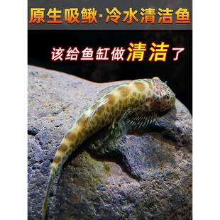 贵州爬岩鳅琵琶鱼双吸盘冷水清道夫不加温除藻鱼缸清洁工原生鱼