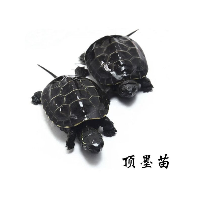 墨龟纯种全黑顶墨龟苗草龟活物外塘中华黑腹小乌龟体苏北金线宠物