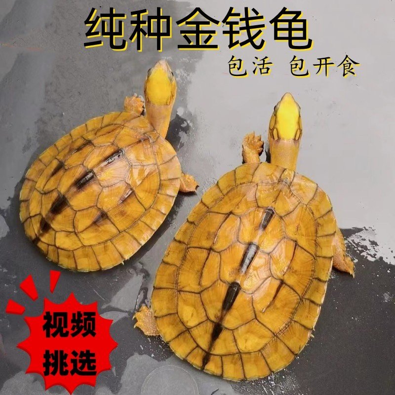 纯正石金钱龟招财宠物龟小青龟黄金钱龟发财龟南石金钱龟乌龟活物,宠物/宠物食品及用品,龟/鳖,淘宝优惠券,粉丝福利购,淘宝优惠卷