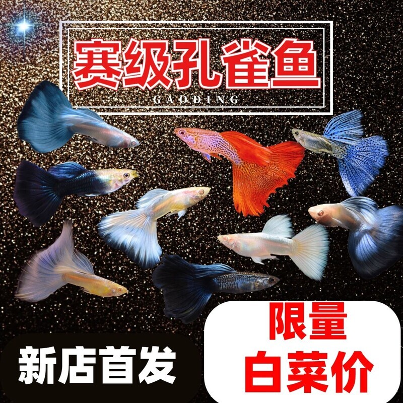 孔雀鱼赛级精品观赏鱼小型活体金鱼热带淡水好养斑马凤尾鱼天使鱼