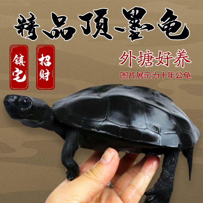 顶墨龟纯种全黑乌龟苗外塘中华草龟活体小乌龟活物陆地罕见宠物龟,宠物/宠物食品及用品,龟/鳖,淘宝优惠券,粉丝福利购,淘宝优惠卷