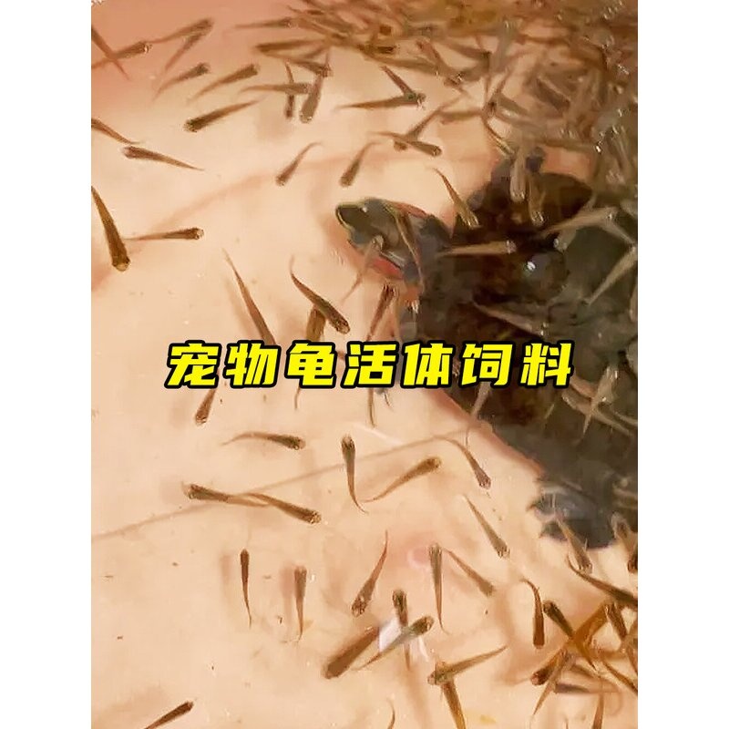 喂乌龟饲料鱼小鱼活体养殖活鱼麦穗活食饲料淡水鱼苗草鱼苗鲫鱼苗