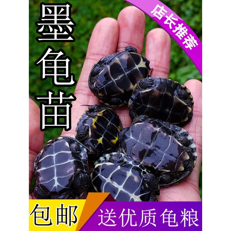 墨龟苗活体全黑小乌龟活物黑腹外塘中华草龟苗巴西龟宠物观赏水龟