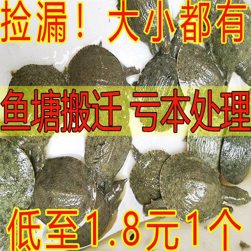 外塘鲜活食用公雄甲鱼苗小活体花背水鱼团鱼王八中华鳖苗淡水养殖