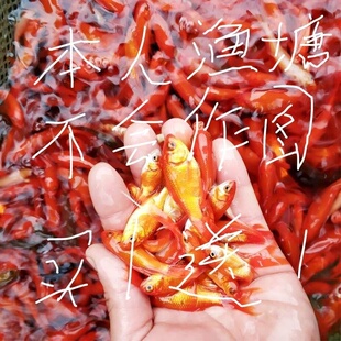 草金鱼苗观赏鱼宠物活物小金鱼活鱼耐活锦鲤养不死的鱼冷水鱼