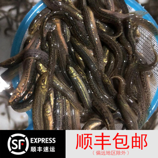 小泥鳅活饵东北新鲜活黄金色花泥鳅苗本地活体钓鱼打窝专用台湾