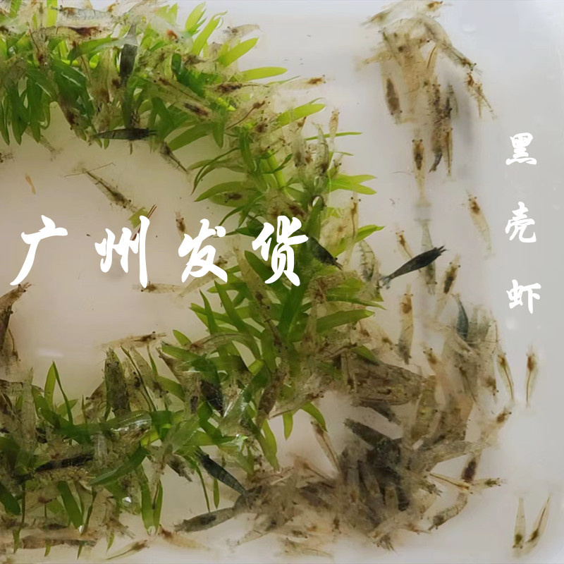 黑壳虾除藻虾清洁虾工具观赏虾草缸鱼缸造景宠物活体饲料包邮