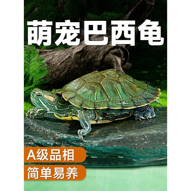 乌龟活物巴西龟红耳小乌龟活体观赏宠物半水龟活物情侣龟大巴西龟