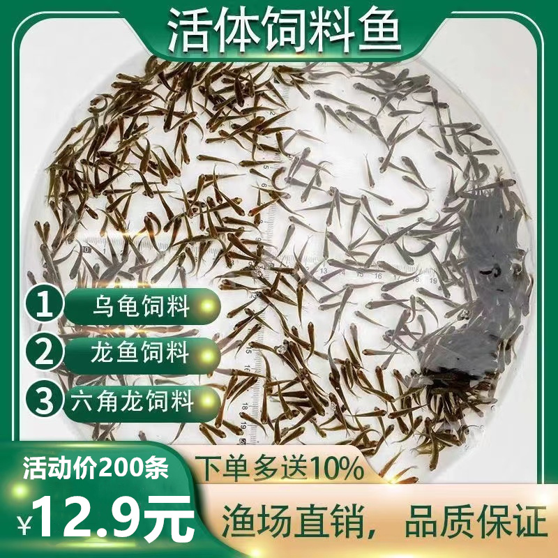 乌龟吃的小鱼苗喂乌龟饲料活鱼龟粮食蚊鱼麦穗鱼斗鱼龙鱼饲料活体