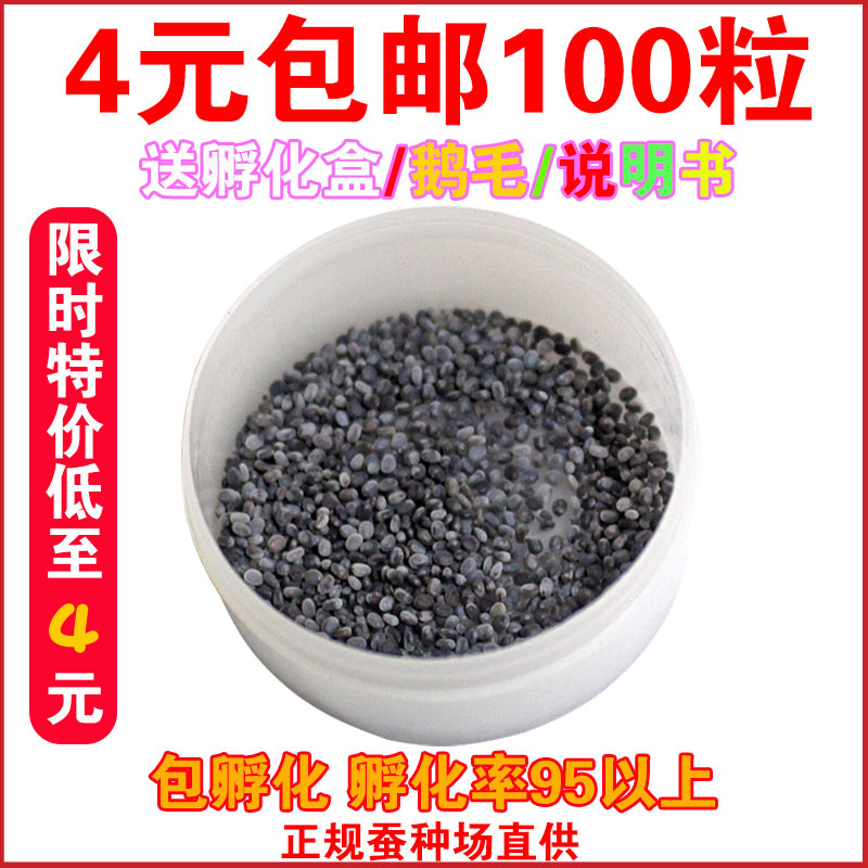 蚕宝宝卵包邮蚕宝宝活体蚕种春蚕卵蚕蚕籽送孵化盒送鹅毛新鲜桑叶