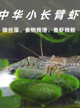 中华小长臂花腰虾秀丽白鱼食活虾观赏虾除丝藻吃藻虾除藻虾工具虾
