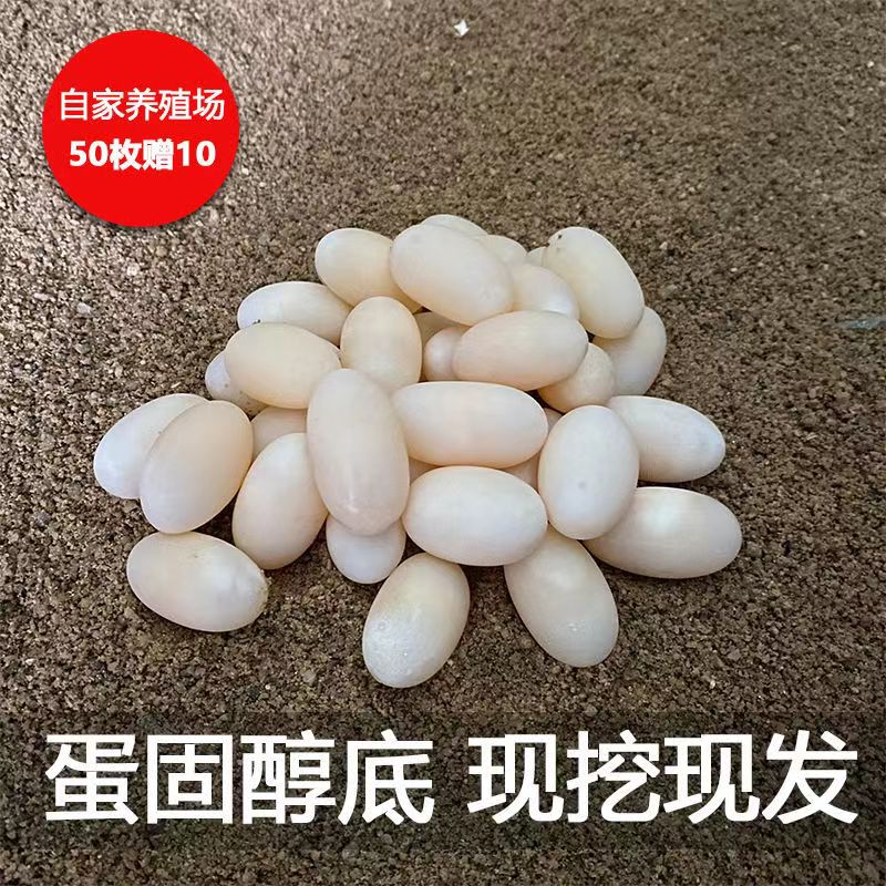 乌龟甲鱼蛋可食用新鲜现发清水