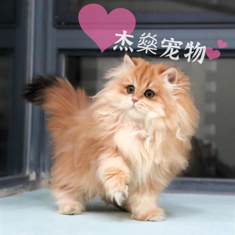 英长长毛金渐层猫蓝金狮子猫矮脚渐层猫ny11ny12金点银点活体幼猫