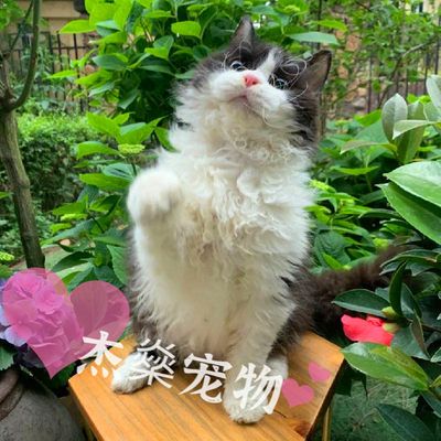 卷毛猫不过敏猫赛尔凯克长毛猫