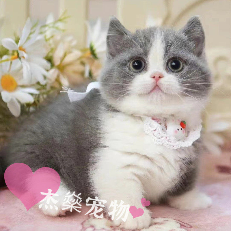 蓝白矮脚猫曼基康英国短毛猫橘白乳白拿破仑长毛猫猫证书北京猫舍