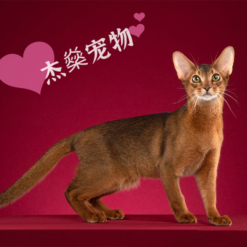 阿比西尼亚猫索马里猫埃及猫非洲山猫短毛猫蓝色火焰色纯种带证书