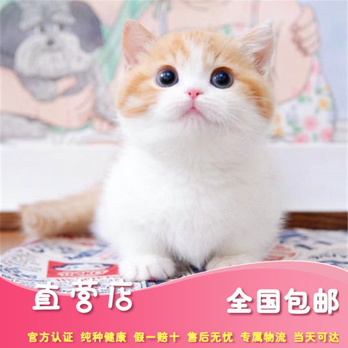 曼基康矮脚猫橘猫价格 曼基康矮脚猫橘猫图片 星期三