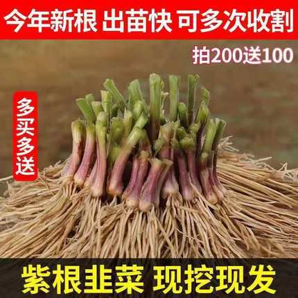 【现挖头茬】紫根韭菜根苗大叶小叶阳台地栽盆栽四季种植蔬菜苗h