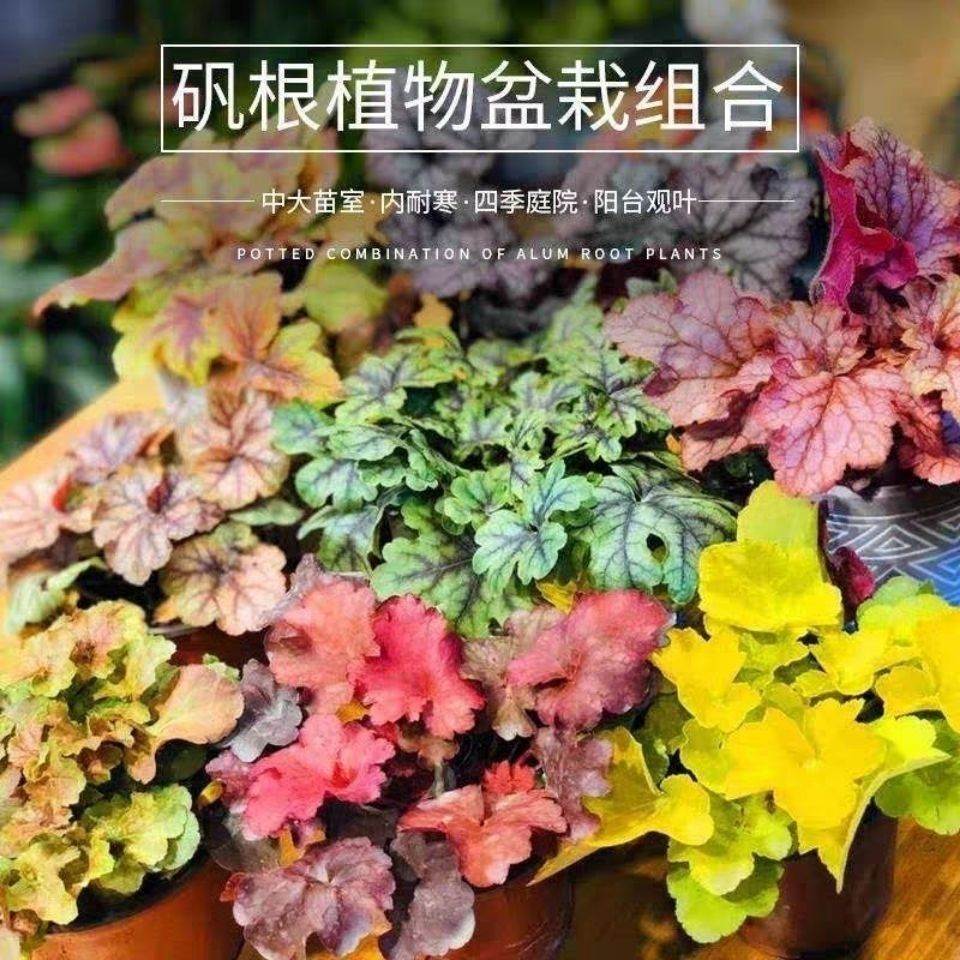 矾根耐寒植物观叶盆栽彩叶阳台庭院花园四季变色多年生宿根花卉h