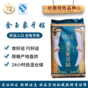 正宗象牙米香粘米30斤农家大米长粒香金玉象牙粘15kg原生态广东米