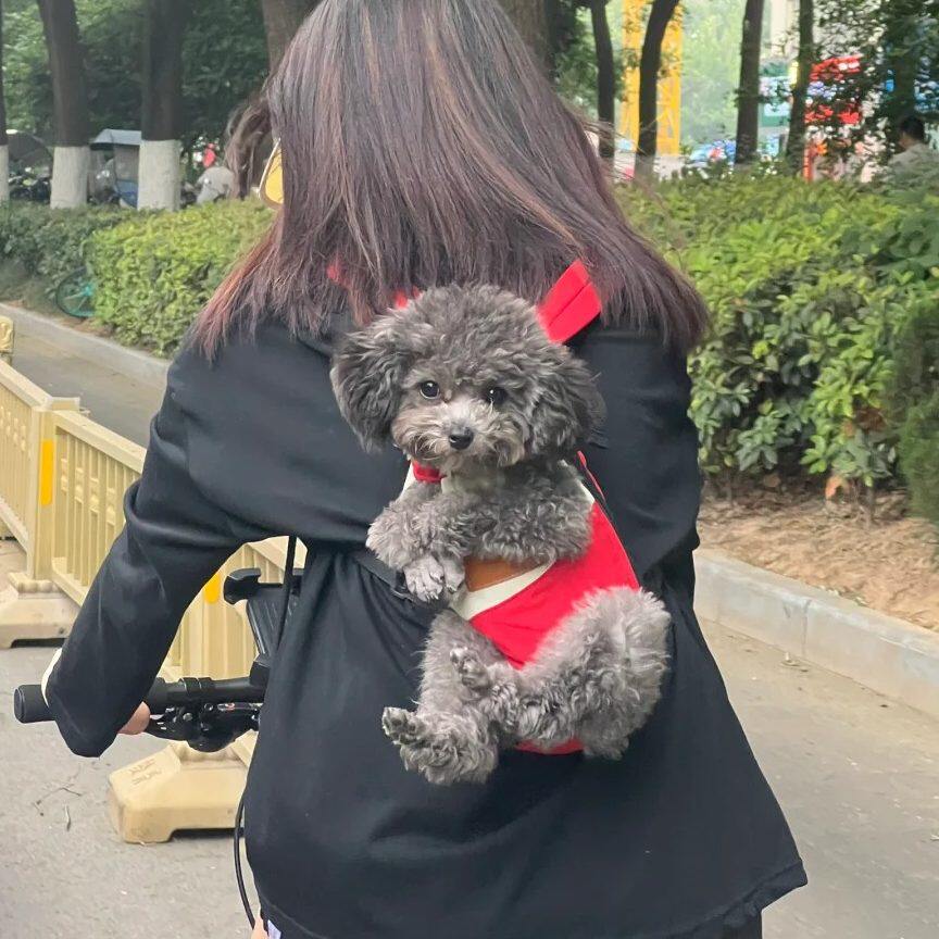 宠物猫咪胸前网布透气双肩包背心式防脱外出中小型犬狗狗便携可带