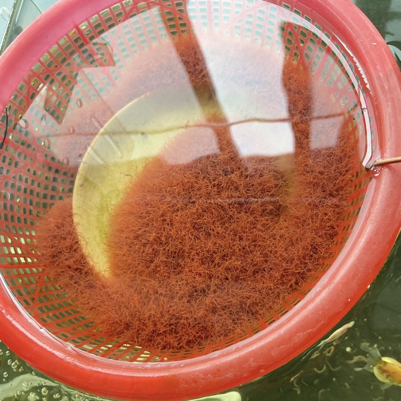 湖南红线虫鲜活活鱼食活体线虫水蚯蚓观赏鱼高蛋白发色饲料