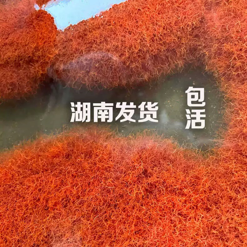 发色高蛋白湖南活体线虫