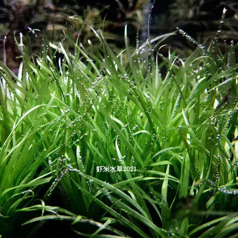 日本大小箦藻中箦藻泽藻水草水族箱造景自养水下叶绿色满包邮