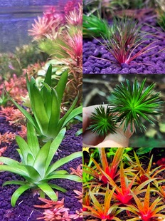 谷精水草印度迷你谷精吐血白玉谷精国王谷精水草越南谷精高端稀有