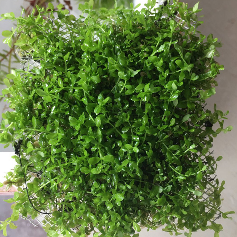 前景草鱼缸迷你珍珠懒人淡水
